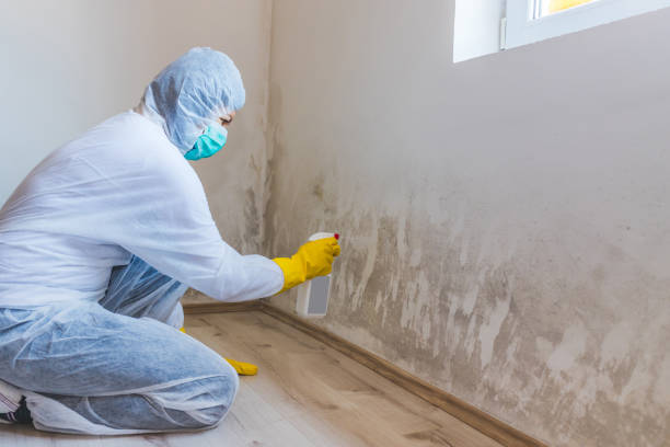 Licensed Black Mold Removal service in Seattle, WA - WQB Mold Removal