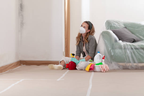 Trusted Black Mold Removal service in Seattle, WA - WQB Mold Removal