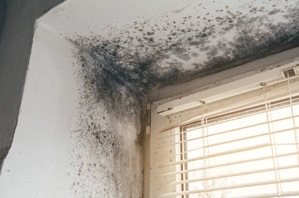 Affordable Black Mold Removal solutions in Seattle, WA