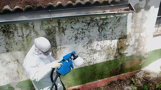 Top rated local Black Mold Removal specialists in Seattle, WA